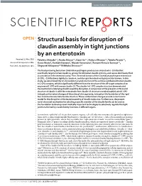 Structural Basis for Disruption of Claudin Assembly in Tight Junctions