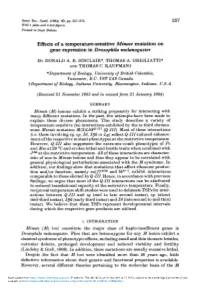 Effects of a Temperature-Sensitive Minute Mutation on Gene Expression in Drosophila Melanogaster