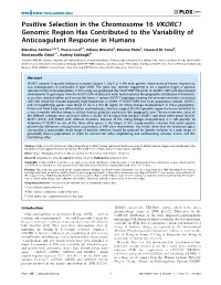 Positive Selection in the Chromosome 16 VKORC1 Genomic Region Has Contributed to the Variability of Anticoagulant Response in Humans