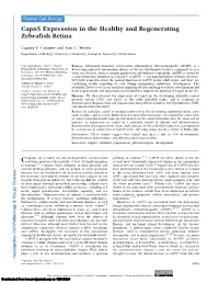 Capn5 Expression in the Healthy and Regenerating Zebrafish Retina