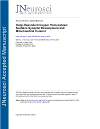 Golgi-Dependent Copper Homeostasis Sustains Synaptic Development and Mitochondrial Content