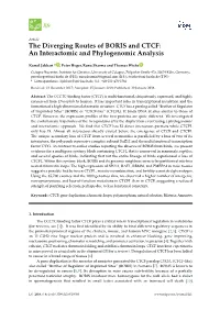 The Diverging Routes of BORIS and CTCF: an Interactomic and Phylogenomic Analysis