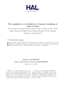 The Amphipod As a Bioindicator of Human Trampling on Sandy Beaches