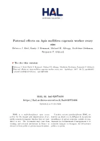Paternal Effects on Apis Mellifera Capensis Worker Ovary Size Rebecca J