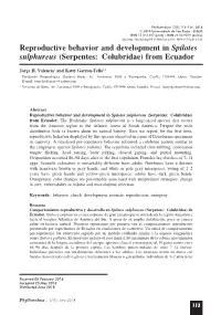 Reproductive Behavior and Development in Spilotes Sulphureus (Serpentes: Colubridae) from Ecuador