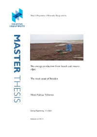 Master Thesis