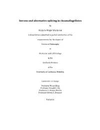 Introns and Alternative Splicing in Choanoflagellates