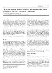 The Teeth and Dentition of the Filefish (Stephanolepis Cirrhifer) Revisited Tomographically