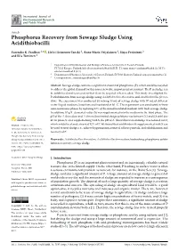 Phosphorus Recovery from Sewage Sludge Using Acidithiobacilli