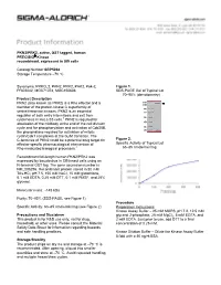 PKN2/PRK2, Active, GST Tagged, Human PRECISIOÒ Kinase Recombinant, Expressed in Sf9 Cells