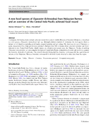 Echinoidea) from Malaysian Borneo and an Overview of the Central Indo-Pacific Echinoid Fossil Record