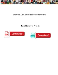 Example of a Seedless Vascular Plant