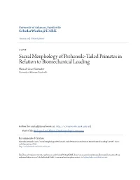 Sacral Morphology of Prehensile-Tailed Primates in Relation to Biomechanical Loading Hannah Grace Showalter University of Arkansas, Fayetteville