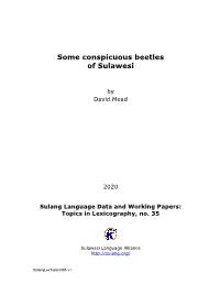 Some Conspicuous Beetles of Sulawesi