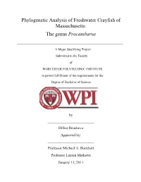 Phylogenetic Analysis of Freshwater Crayfish of Massachusetts: the Genus Procambarus ______