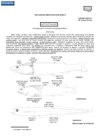 Alepocephalidae