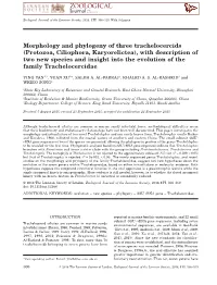 Morphology and Phylogeny of Three Trachelocercids (Protozoa