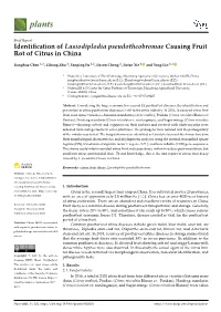 Identification of Lasiodiplodia Pseudotheobromae Causing Fruit