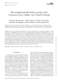 Two Morphologically Distinct Groups of the Calypogeia Fissa Complex Were Found in Europe