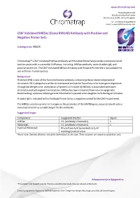 Chip Validated H4k5ac (Clone RM140) Antibody with Positive and Negative Primer Sets