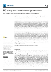 Step by Step About Germ Cells Development in Canine