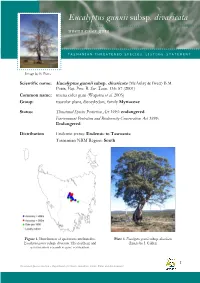 Eucalyptus Gunnii Subsp. Divaricata (Mcaulay & Brett) B.M