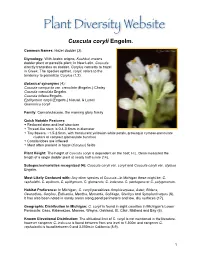 Cuscuta Coryli Engelm