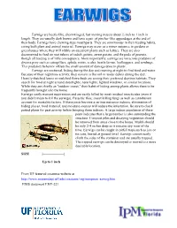 Common Name: Ringlegged Earwig