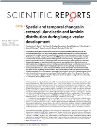 Spatial and Temporal Changes in Extracellular Elastin and Laminin