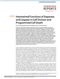 Intertwined Functions of Separase and Caspase in Cell Division and Programmed Cell Death Pan-Young Jeong, Ashish Kumar, Pradeep M