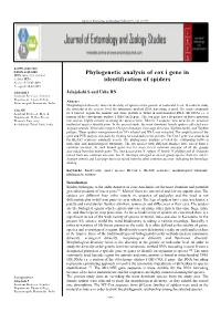 Phylogenetic Analysis of Cox I Gene in Identification of Spiders
