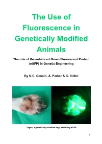 The Use of Fluorescence in Genetically Modified Animals