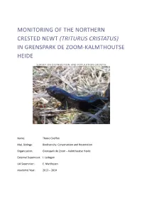 Triturus Cristatus) in Grenspark De Zoom-Kalmthoutse Heide