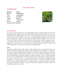 Anthocephalus Cadamba CLASSIFICATION Kingdom