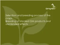 Selection and Breeding Process of the Crops. Breeding of Stacked GM Products and Unintended Effects Critical Steps in Plant Transformation