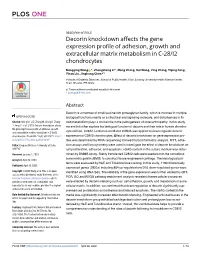 Decorin Knockdown Affects the Gene Expression Profile of Adhesion, Growth and Extracellular Matrix Metabolism in C-28/I2 Chondrocytes