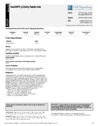Rasgrp3 (C33A3) Rabbit Mab A