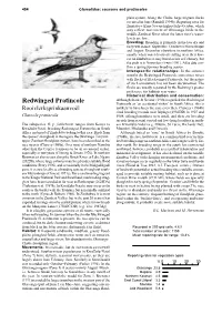 Redwinged Pratincole Sometimes Mixes with Flocks of Blackwinged Pratincole, but the Nature of Such Encounters Has Not Been Documented