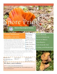 Feature Mushroom