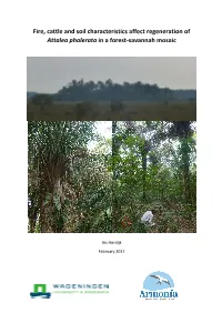 Fire, Cattle and Soil Characteristics Affect Regeneration of Attalea Phalerata in a Forest-Savannah Mosaic