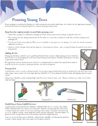 Pruning Young Trees Proper Pruning Is Essential in Developing a Tree with a Strong Structure and Desirable Form