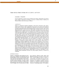 The Fine Structure of Giardia Muris