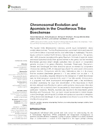 Chromosomal Evolution and Apomixis in the Cruciferous Tribe Boechereae