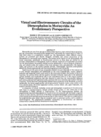 Visual and Electrosensory Circuits of the Diencephalon in Mormyrids: an Evolutionary Perspective