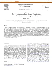 The Sympathoadrenal Cell Lineage: Specification, Diversification, and New Perspectives ⁎ Katrin Huber