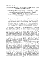 II. a Cladistic Analysis of Rbcl Sequences and Morphology