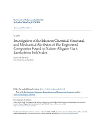 Investigation of the Inherent Chemical, Structural, and Mechanical Attributes of Bio-Engineered Composites Found in Nature