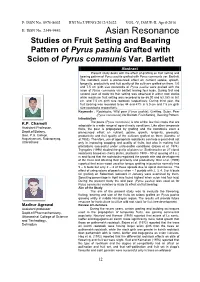 Studies on Fruit Setting and Bearing Pattern of Pyrus Pashia Grafted with Scion of Pyrus Communis Var