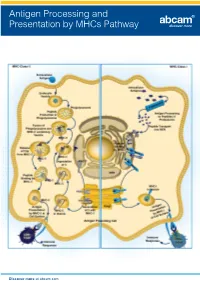 Antigen Processing and Presentation by Mhcs Pathway