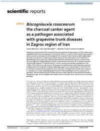 Biscogniauxia Rosacearum the Charcoal Canker Agent As A